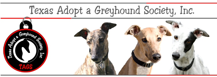 Can greyhounds jump fences top